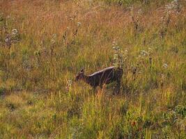 Deer feed in the vast grassland at the mountain forest. photo