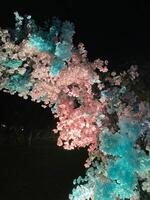 a tree with flowers in the dark photo