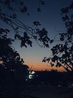 a sunset view of the city from a tree photo