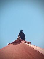 a bird sitting on top of a red umbrella photo