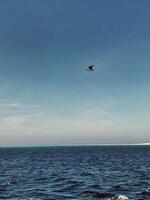 a bird flying over the ocean photo