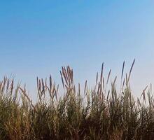 tall grasses against a blue sky photo