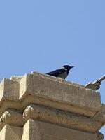 a crow is perched on top of a building photo