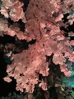 a tree with flowers in the dark photo