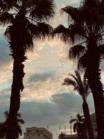palm trees in the city at sunset photo