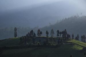A lush hill with a misty mountain backdrop. A serene view in the mountains near Batu, East Java, Indonesia. photo