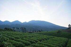 A lush carrot plantation plot on a hillside with mountains in the background. A tranquil scene in a rural area in Batu, East Java, Indonesia. photo