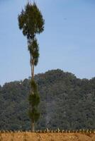 A tall pine tree in a plantation with a hill and blue sky in the background photo