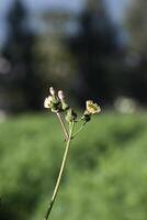 Macro view of Sonchus, commonly known as sow thistles with blurred background, a genus of flowering plants in the tribe Cichorieae within the family Asteraceae photo