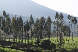 A group of pine trees in a valley with mountains in the background. A peaceful scene in the natural countryside. photo
