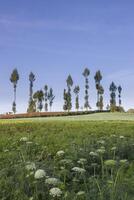 Carrot farmland on a hill with rows of pine trees and blue sky in the background. photo