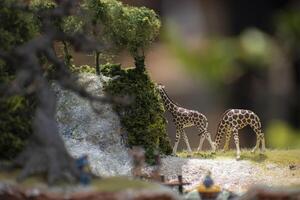 Toy photography concept with a zoo theme with two giraffes grazing. photo