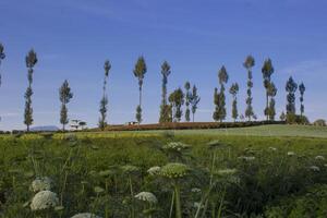 Beautiful view of carrot plantation with rows of pine trees and blue sky in the background photo