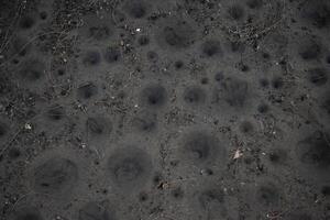 The texture of sands surface with funnel-shaped pit traps built by antlion larvae, species of predator insect in the neuropteran family Myrmeleontidae photo