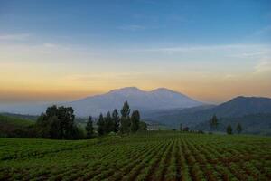 Morning atmosphere in a vegetable plantation with a backdrop of mountains and colorful sky. A peaceful atmosphere in the countryside in East Java, Indonesia. photo
