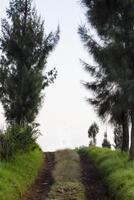 A path with pine trees on the right and left of the road. photo