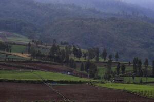 An agricultural field on the valley with some pine trees in the morning. A tranquil scene of a countryside in East Java, Indonesia. photo