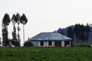 A farm house in the potatoes plantation field with several pine trees. A tranquil scene of rural area in East Java, Indonesia. photo