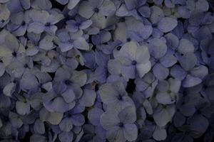 Fill the frame view of Hydrangea, commonly named the hortensia, a genus of flowering plants native to Asia and the Americas. photo