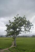 A tranquil scene in the rural area with a pathway that cuts through rice fields and a shady tree. photo