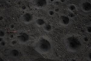 Sands surface with funnel-shaped pit traps built by antlion larvae, species of predator insect in the neuropteran family Myrmeleontidae photo