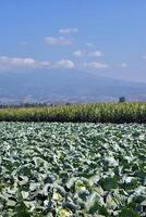 Cabbage farming in a village with mountains in the background photo