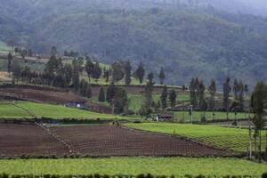 An agricultural field on the hill side with some pine trees. A tranquil scene of a countryside in East Java, Indonesia. photo