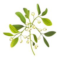 Fresh Green Leaves with White Berries on a Branch png