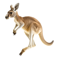 Kangaroo in a dynamic pose showing agility and grace png