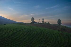 Beautiful view in the morning in a lush carrot plantation on a hill with mountains in the background. Serene atmosphere in a rural area in Batu, East Java, Indonesia. photo
