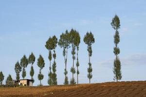 A plantation with a farmhouse and rows of pine trees under a blue sky. A tranquil atmosphere in the countryside of East Java, Indonesia. photo