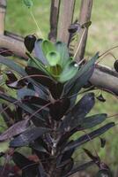 Codiaeum variegatum, commonly known as croton or puring, is a shrub that is popular as an ornamental plant with various leaf shapes and colors photo
