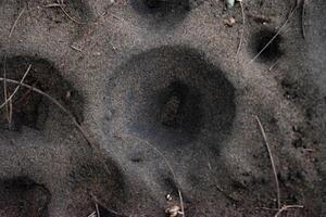 Funnel-shaped pit traps built by antlion larvae, species of predator insect in the neuropteran family Myrmeleontidae photo