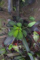 Codiaeum variegatum, commonly known as croton or puring, is a shrub that is popular as an ornamental houseplant with various leaf shapes and colors photo