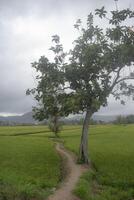 A peaceful view in the countryside with a path that cuts through rice fields and a shady tree. photo