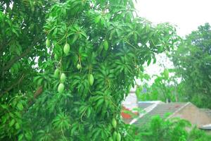 A mango tree that bears fruit when it is in season. photo