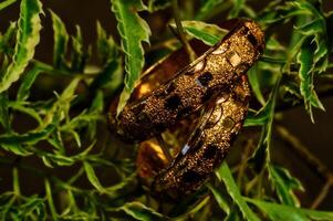 Golden bangles on a tree branch photo