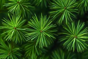 Vibrant Green Pine Needles in Macro Focus with Detailed Texture photo