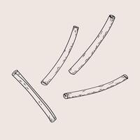 Illustration with Cinnamon sticks, bark brown spice. Hand drawn set with rolled cinnamons. Spicy seasoning, condiment aromatic ingredient for cooking, backing. Isolated background. Line art vector