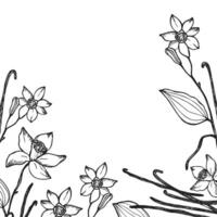 Vanilla label template background for text. Flower and sticks of vanilla plant engraved illustration with pods, fragrant spices. Design for label, spice packaging, card, banner. Hand drawn vector