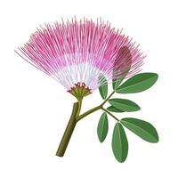 Illustration of Calliandra angustifolia flower, also known as bobinsana, balata, bubinianal, bushiglla, and capabo, isolated on white background. vector