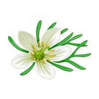 Illustration of Peganum harmala, commonly called wild rue, Syrian rue, African rue, esfand or espand, isolated on white background. vector