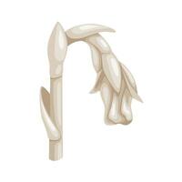 Illustration of Monotropa uniflora, also known as ghost plant, ghost pipe, or Indian pipe, isolated on white background. vector