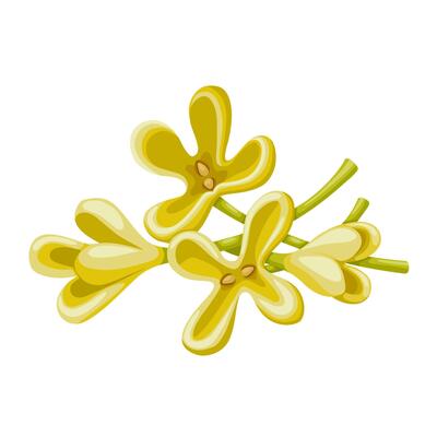 Illustration of Osmanthus fragrans flower, also called sweet osmanthus, sweet olive, tea olive, and fragrant olive, isolated on white background.