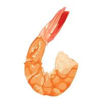 Illustration of a shrimp, isolated on white background. vector