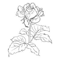 Hand Drawn Rose flower Black and white. Ink drawing with line-art on white backgrounds. vector