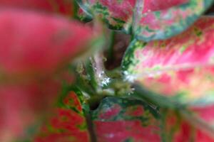 Red leaves home plant affected by white coating of mealybug of the parasite, small insects, Problems in the cultivation of domestic plants. Plant treatment and pest and fungus control photo