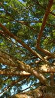 Lots of tree branches in park. Action. Tropical trees in tourist park on sunny summer day. Beautiful branches of tropical trees in park video