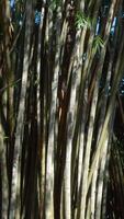 Lots of tree branches in park. Action. Tropical trees in tourist park on sunny summer day. Beautiful branches of tropical trees in park video