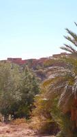 Tinghir area with southern flora under the hot shining sun. Action. Green palm trees and low buildings. video
